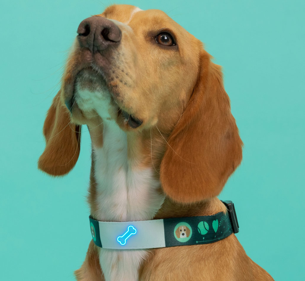 Sensory Dog Collar
