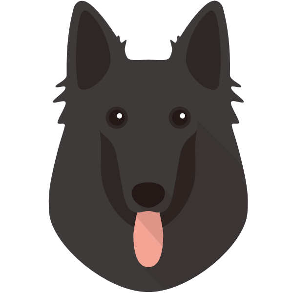 Belgian Groenendael Icon