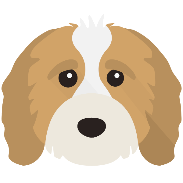 Cavapoo icon