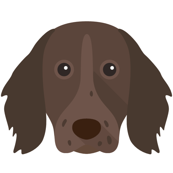 German Longhaired Pointer Icon