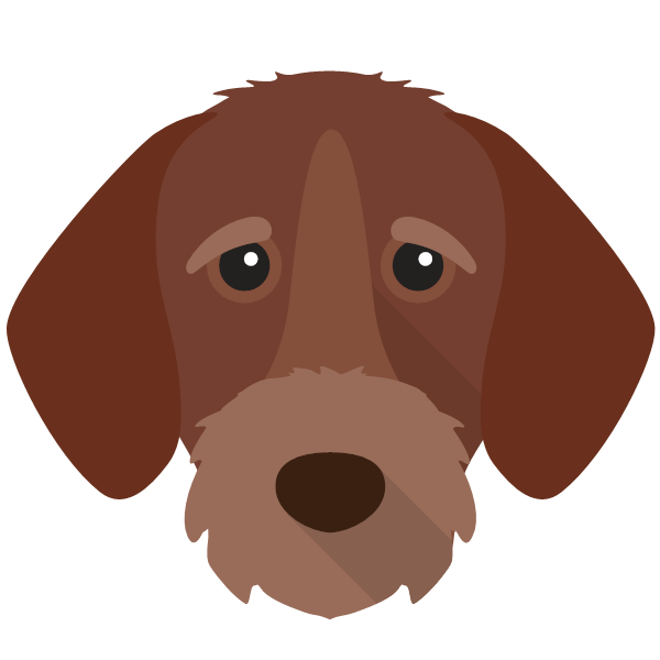 German wirehaired 2024 pointer gifts