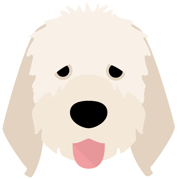 Italian Spinone Icon