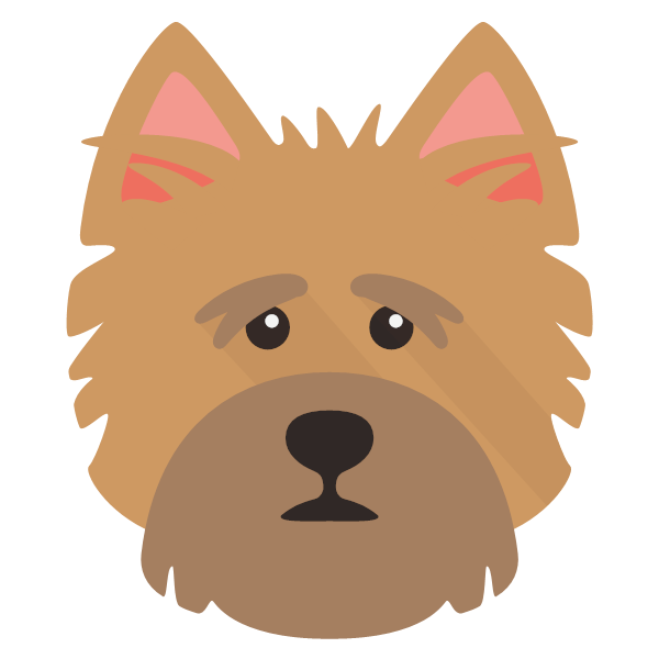 are norfolk terrier the most intelligent dogs