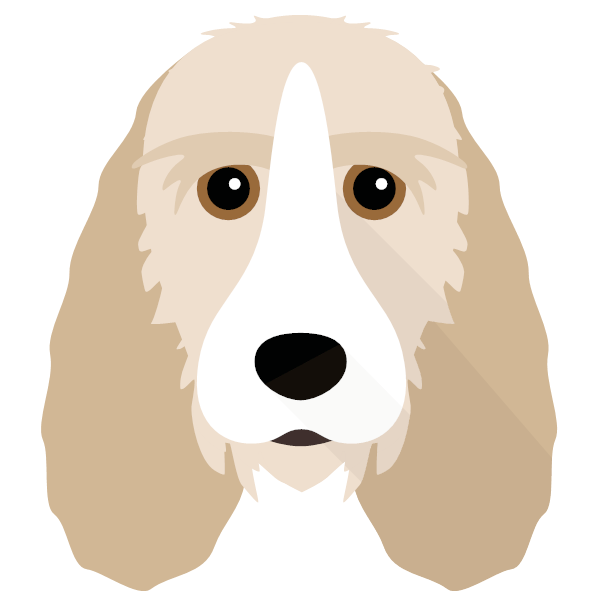 Petit Basset Griffon Vendeen Icon