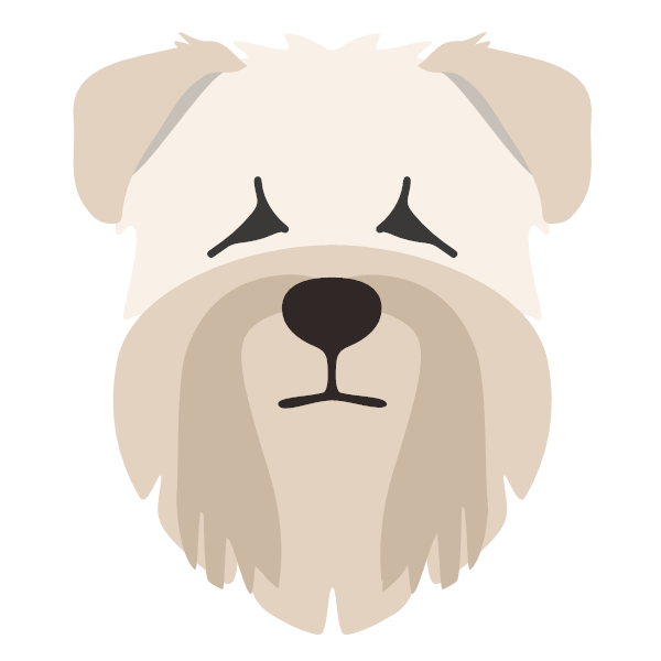 Soft Coated Wheaten Terrier icon